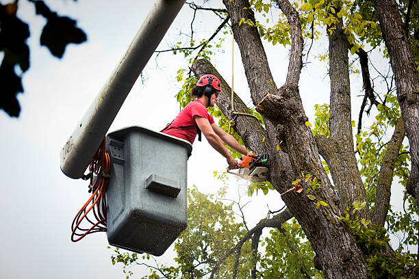 Best Tree Health Inspection  in Marvin, NC